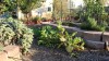 Some of the many plants growing in the garden